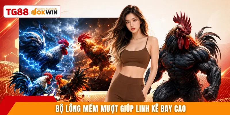Bộ lông mềm mượt giúp linh kê bay cao