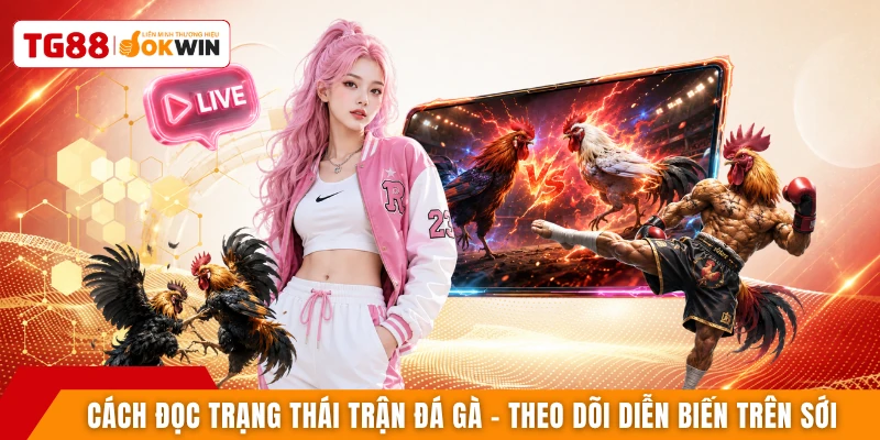 Cách đọc trạng thái trận đá gà - Theo dõi diễn biến trên sới