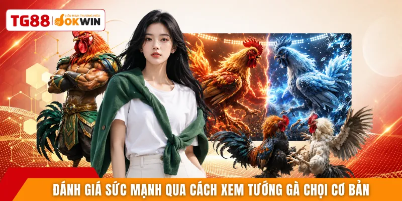 Đánh giá sức mạnh qua cách xem tướng gà chọi cơ bản